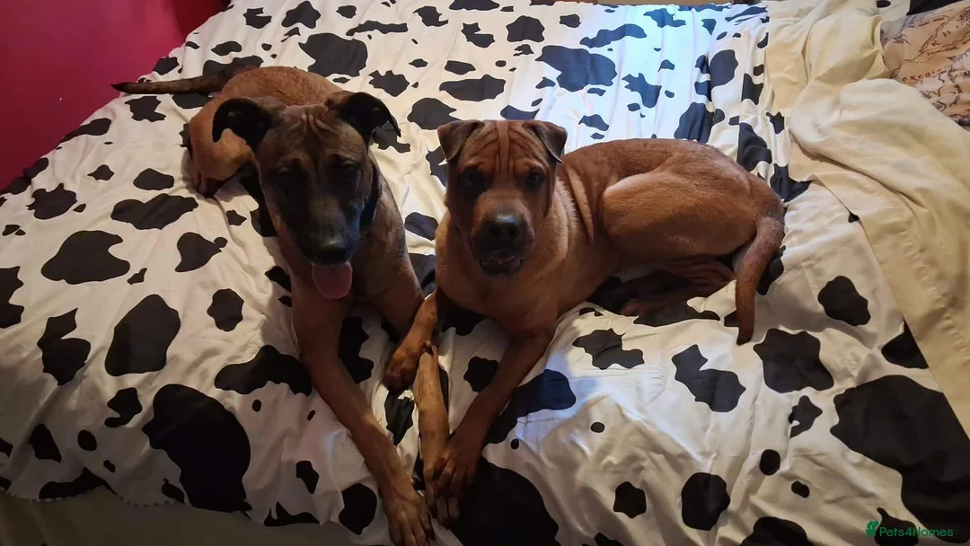 Mixed Breed dogs for sale: Malinois X Shar Pei 20 months old - Advert 1