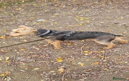 Welsh Terrier dogs for adoption: Sweet Charlie looking for LOVE - Image 3