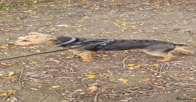 Welsh Terrier dogs - Advert 3