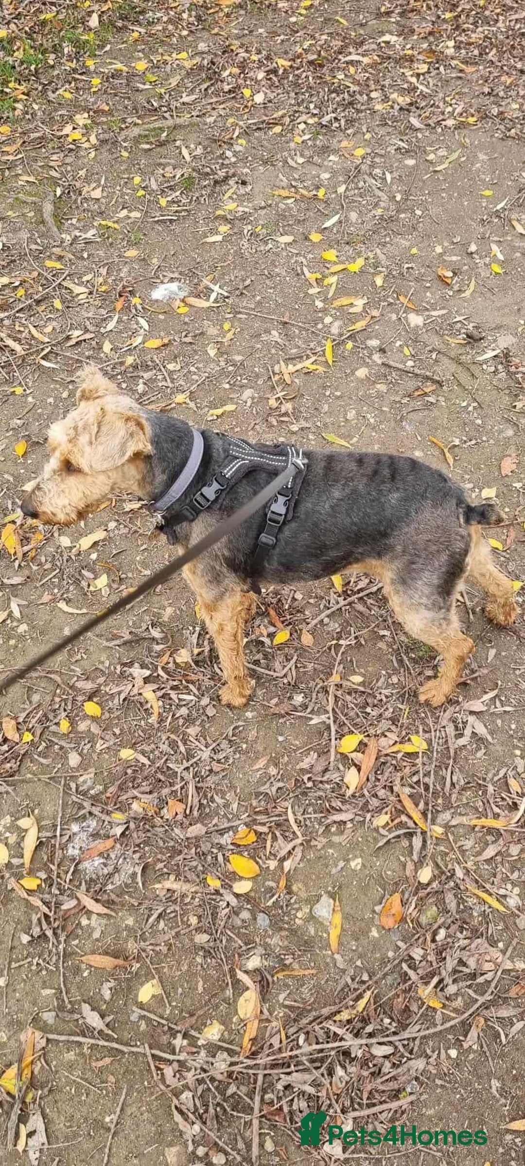 Welsh Terrier dogs for adoption: Sweet Charlie looking for LOVE - Image 3