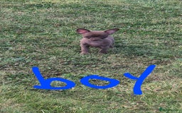 Chihuahua dogs for sale: Have 4 beautiful full chihuahua pups  - Image 4