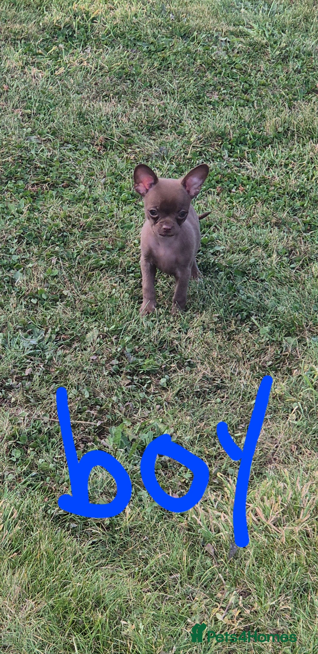Chihuahua dogs for sale: Have 4 beautiful full chihuahua pups  - Image 4
