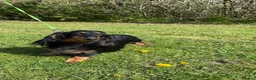 Miniature Dachshund dogs for sale: Lovely 6y old spayed girl - Advert 3