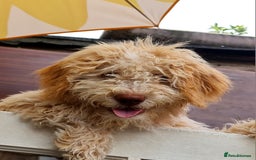 Lagotto Romagnolo dogs for sale: ❗️Ready to go❗️Lagotto - The best breed ever in London - Image 5