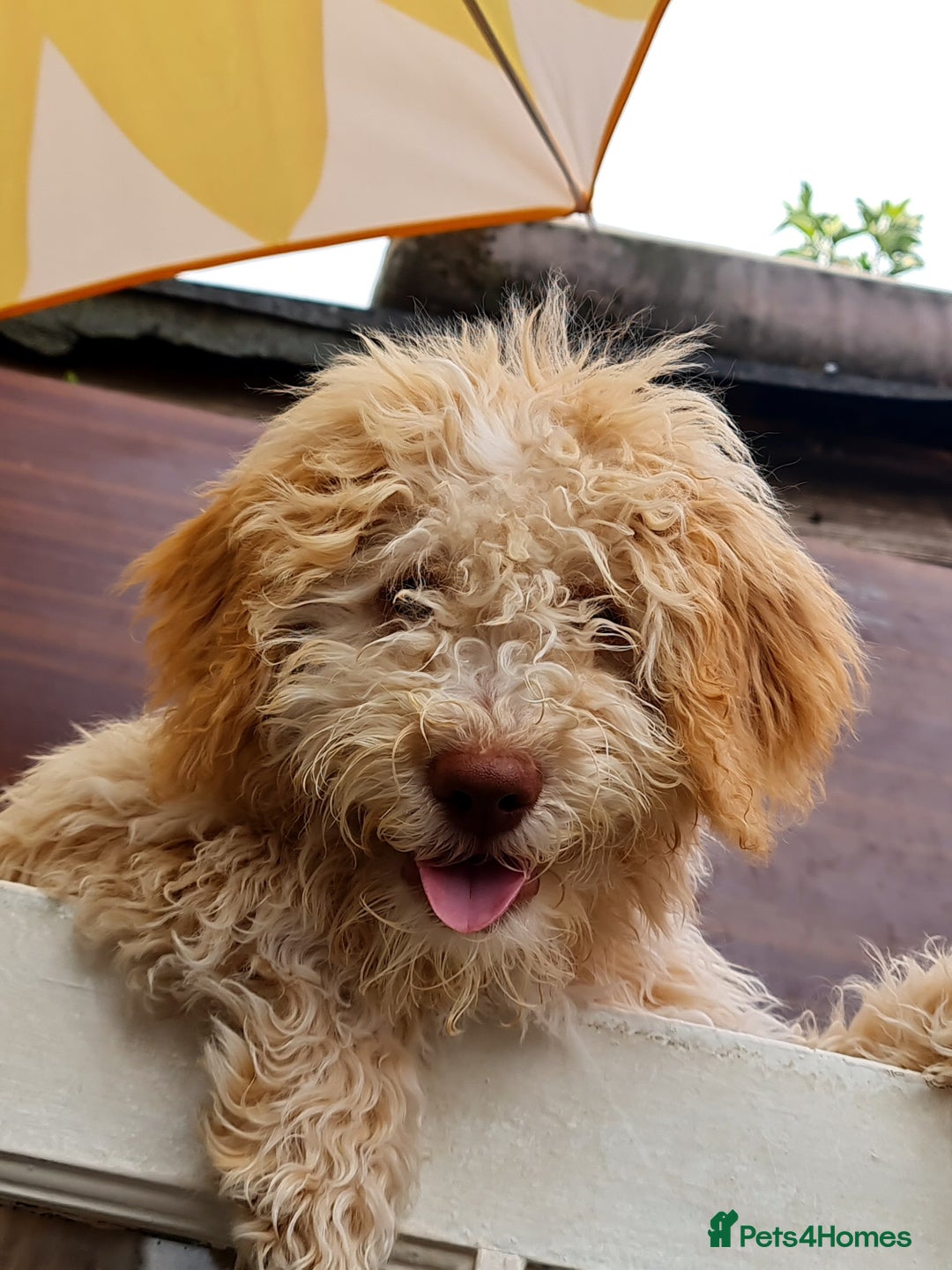 Lagotto Romagnolo dogs for sale: ❗️Ready to go❗️Lagotto - The best breed ever in London - Image 5
