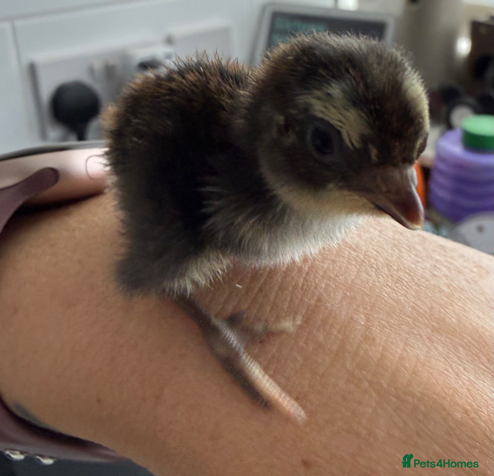 Quail poultry Progressive Pied & Designer Coturnix Quail Chicks - Advert 2