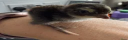 Quail poultry for sale: Progressive Pied & Designer Coturnix Quail Chicks - Advert 2
