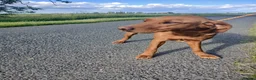 Labrador Retriever dogs for sale: Fox red labrador girls - Advert 3