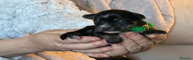 Chorkie 3