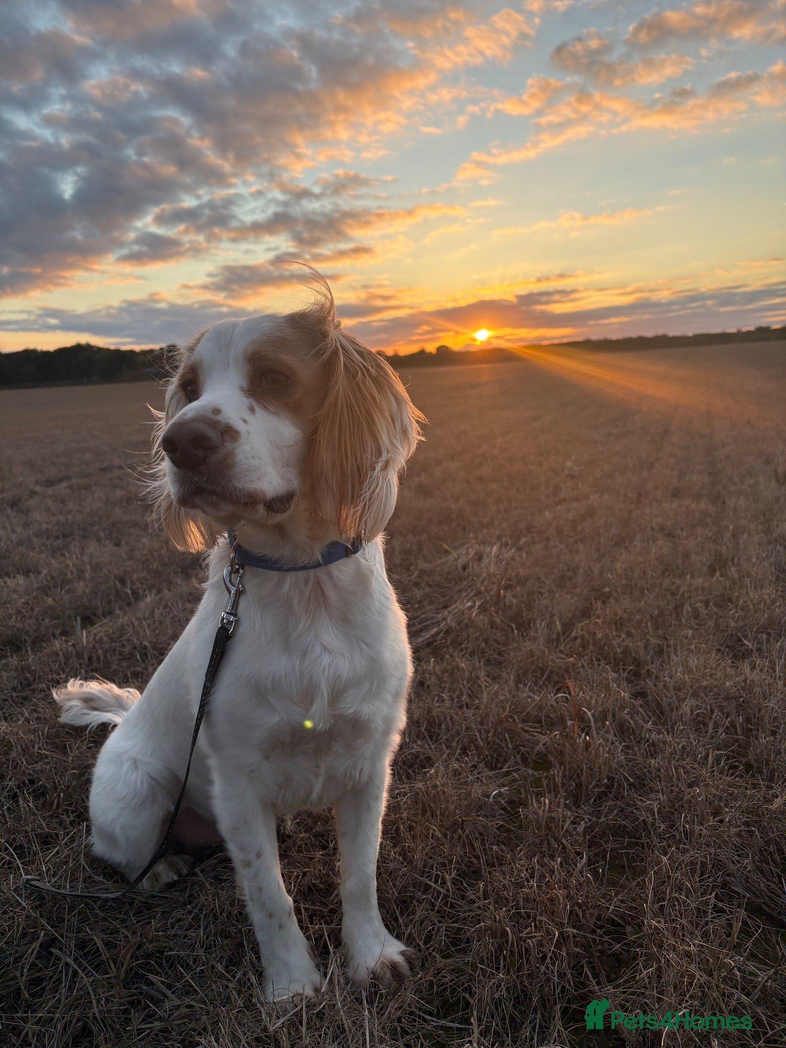 Sprocker dogs Male Sprocker Spaniel - Advert 4