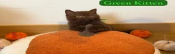 British Shorthair cats for sale: 3 Beautiful Autumn Coloured Kittens🤎🍂 - Advert 7