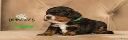 Cavapoo dogs for sale: DONNAJAYS 💫 exceptional F1 Toy Cavapoo babies  in Stafford - Advert 4
