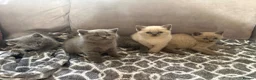 British Shorthair cats for sale: Beautiful British shorthair kittens - Advert 8