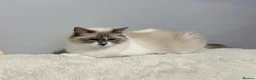 Ragdoll cats for sale: Bella - Advert 5