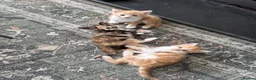 Mixed Breed cats for sale: Two Ginger Male Kittens  in Bicester - Advert 21