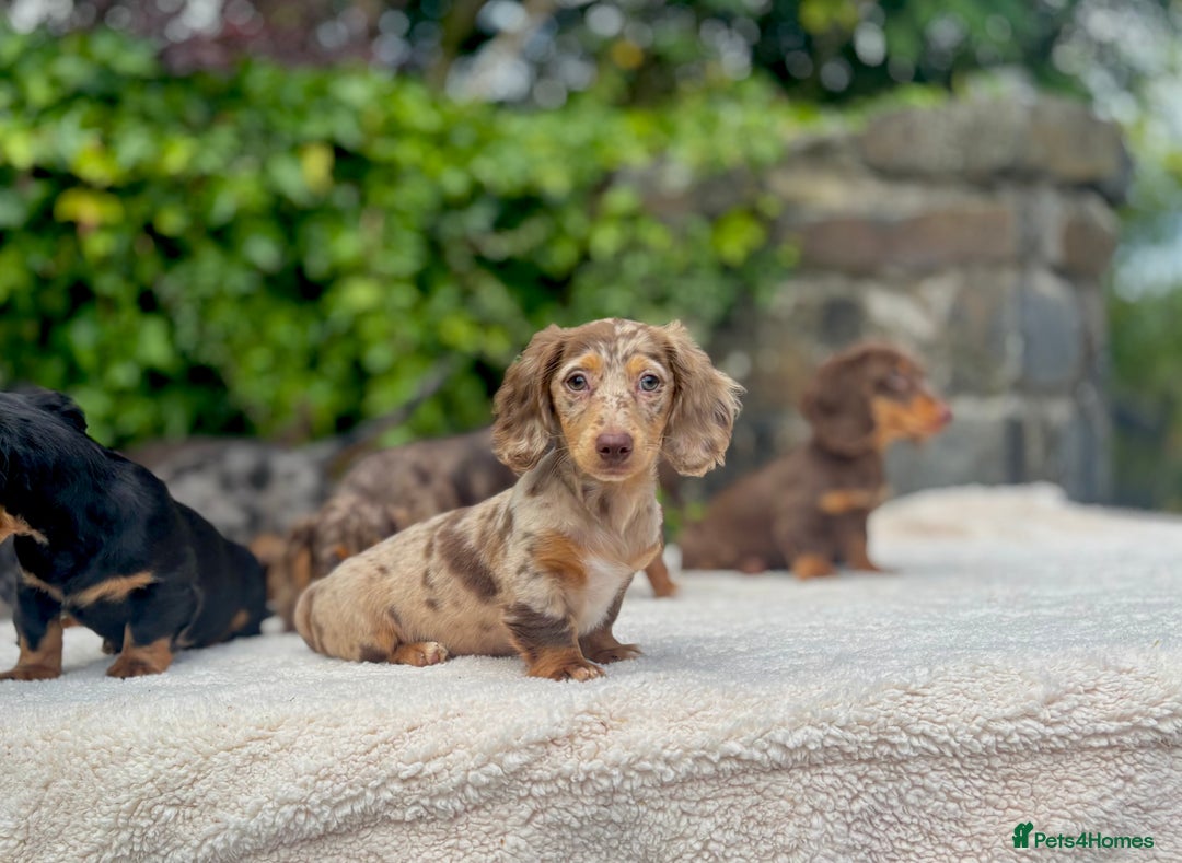 Miniature Dachshund dogs for sale: Long Haired Miniature Dachshunds - READY NOW!! - Image 3