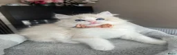 Ragdoll cats for sale: Registered Ragdoll kittens for sale - Advert 27