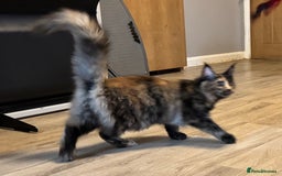 Maine Coon cats for sale: 2 Large Tica Maine Coon Kittens - Image 23