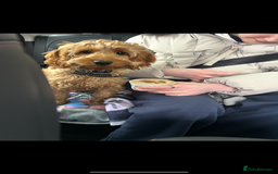 Cockapoo dogs for sale: Miniature cockapoo - Image 4