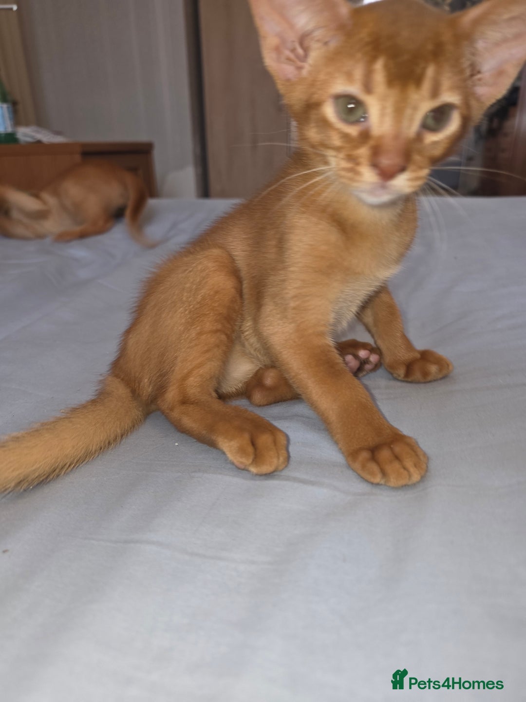 Abyssinian cats for sale: Beautiful Aby  kitten from Champions line - Image 5