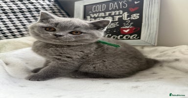 British Shorthair cats Adorable British Shorthair- 2 boys left  - Advert 4