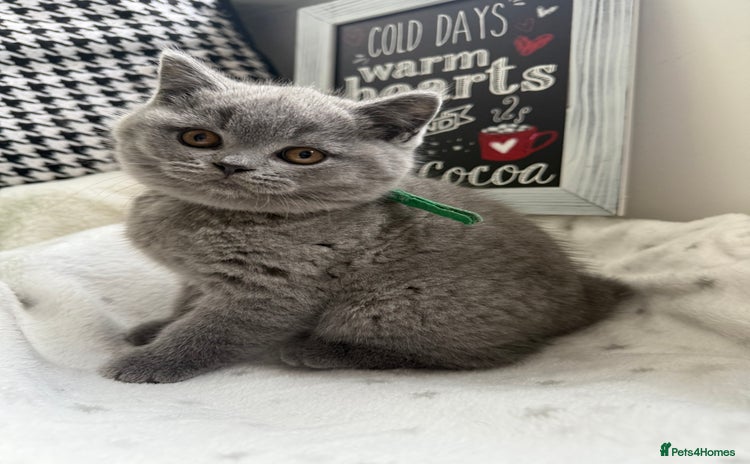 British Shorthair cats Adorable British Shorthair- 2 boys left  - Advert 1
