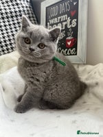 British Shorthair cats Adorable British Shorthair- 2 boys left - Advert 5
