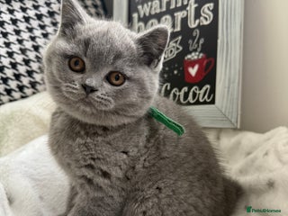 British Shorthair cats Adorable British Shorthair- 2 boys left - Advert 3