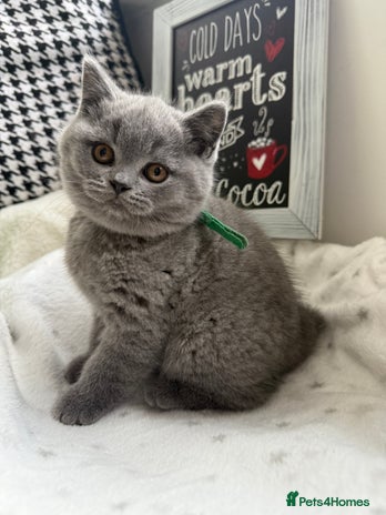 British Shorthair cats Adorable British Shorthair- 2 boys left - Advert 1