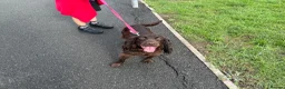 Mixed Breed dogs for sale: Beautiful Cocker Sproodle Puppies  in Weston-super-Mare - Advert 2