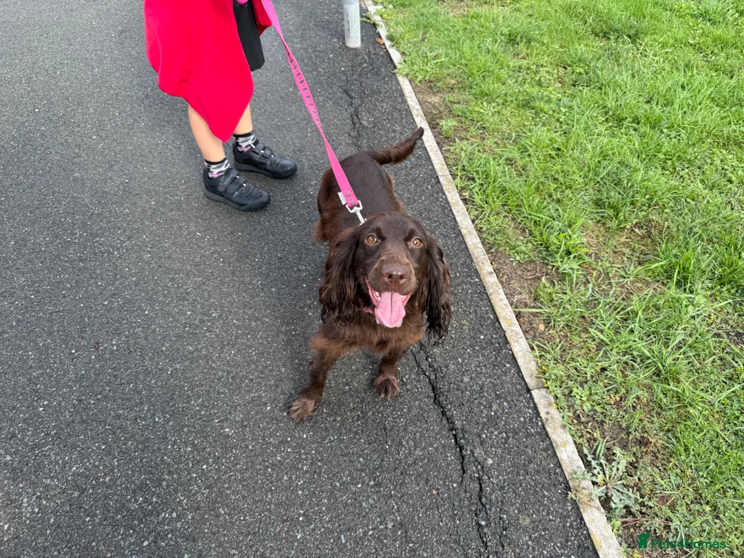 Mixed Breed dogs for sale: Beautiful Cocker Sproodle Puppies  in Weston-super-Mare - Advert 2