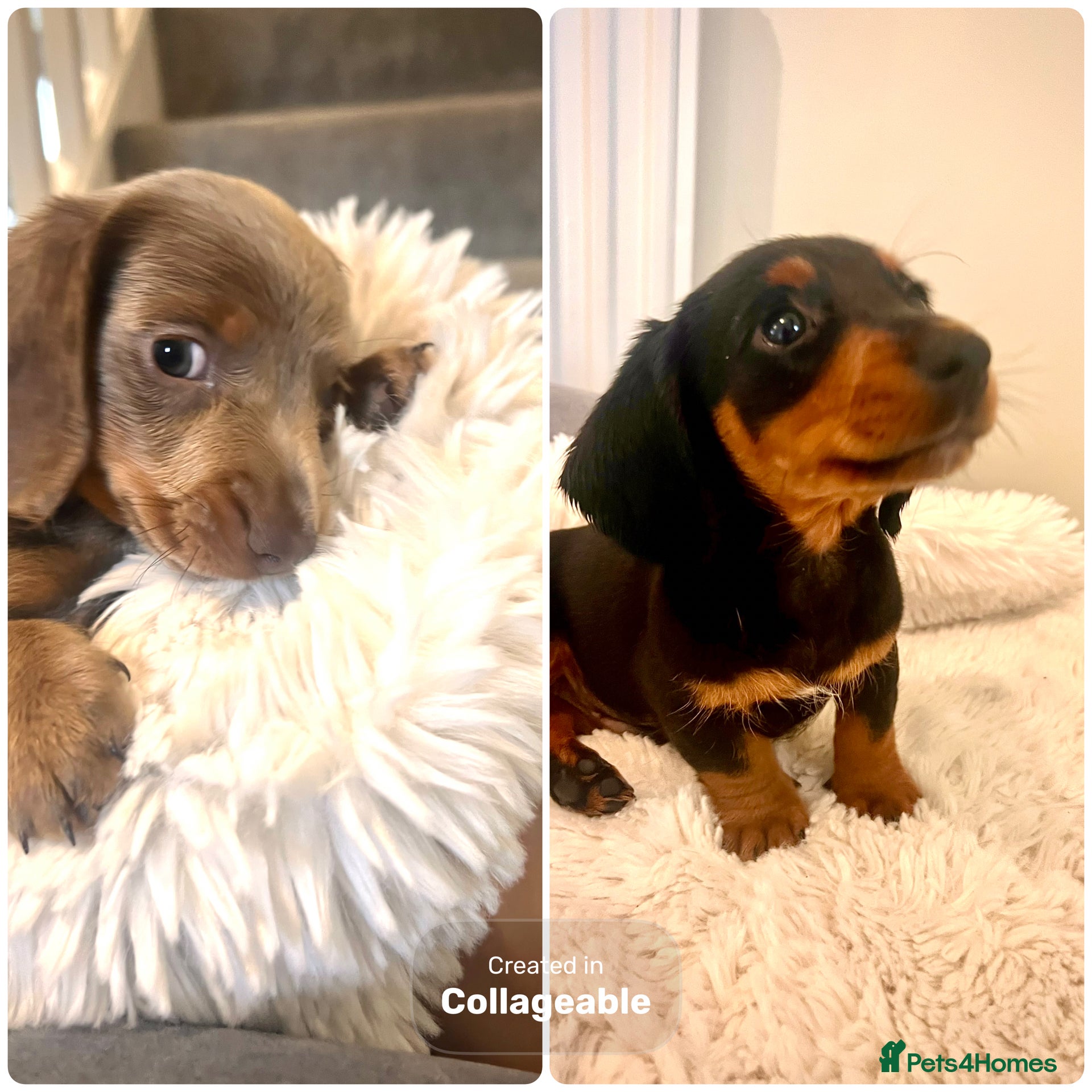 Miniature Dachshund dogs Miniature Dashound’s puppy’s  - Advert 1