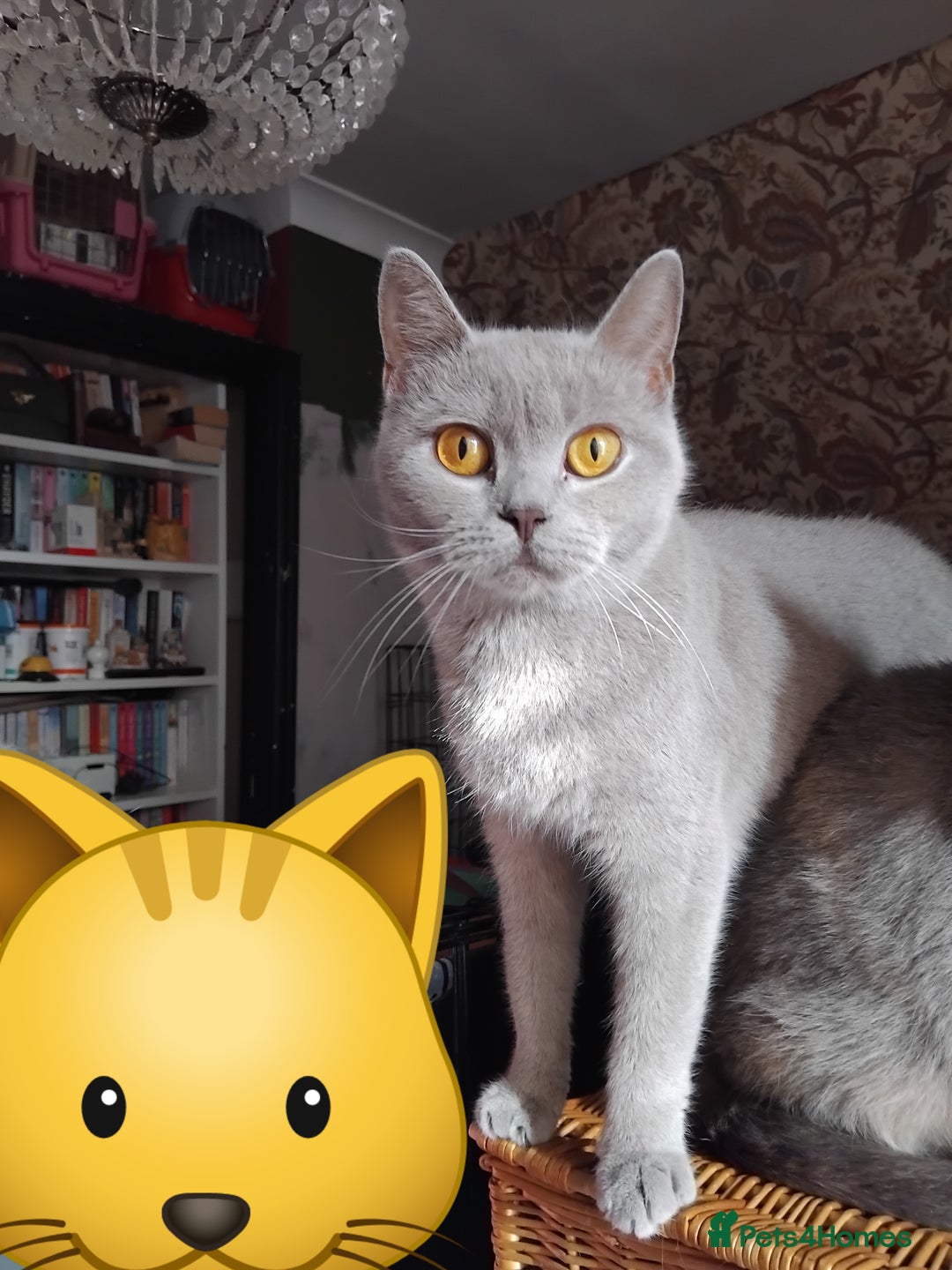 British Shorthair cats for sale: British Shorthair cats looking for new home - Image 6