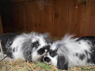 Mini Lop rabbits Stunning mini lop baby rabbits - Advert 16