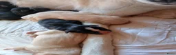 Mixed Breed dogs for sale: Labsky - Advert 5