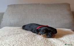 Dachshund dogs for sale: Gorgeous happy puppies  - Image 6
