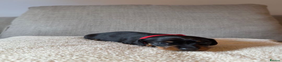 Dachshund Puppy 3