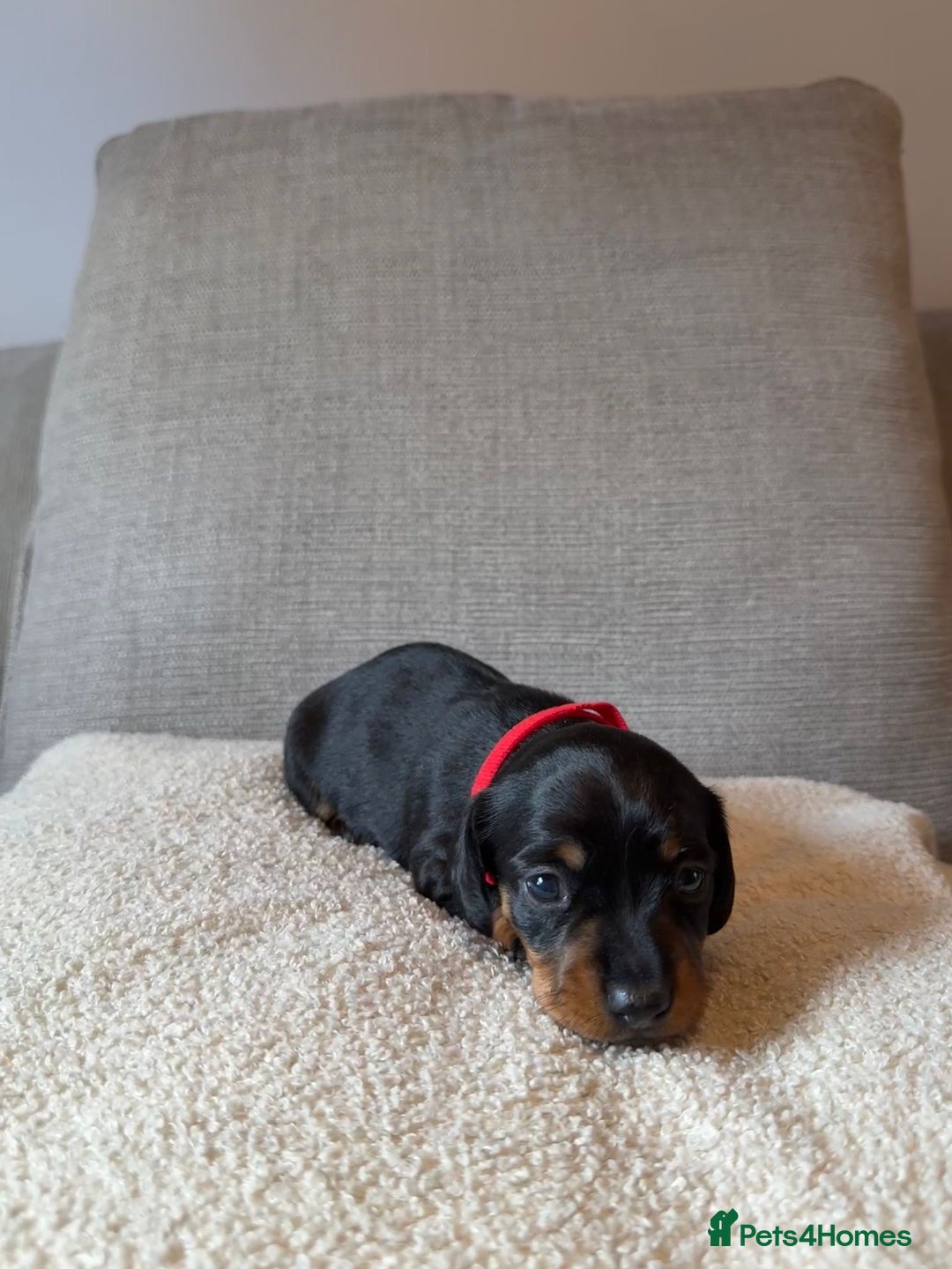 Dachshund dogs for sale: Gorgeous happy puppies  - Image 6