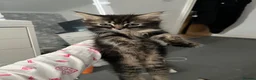 British Longhair cats for sale: 2 British longhair kittens for sale  - Advert 6