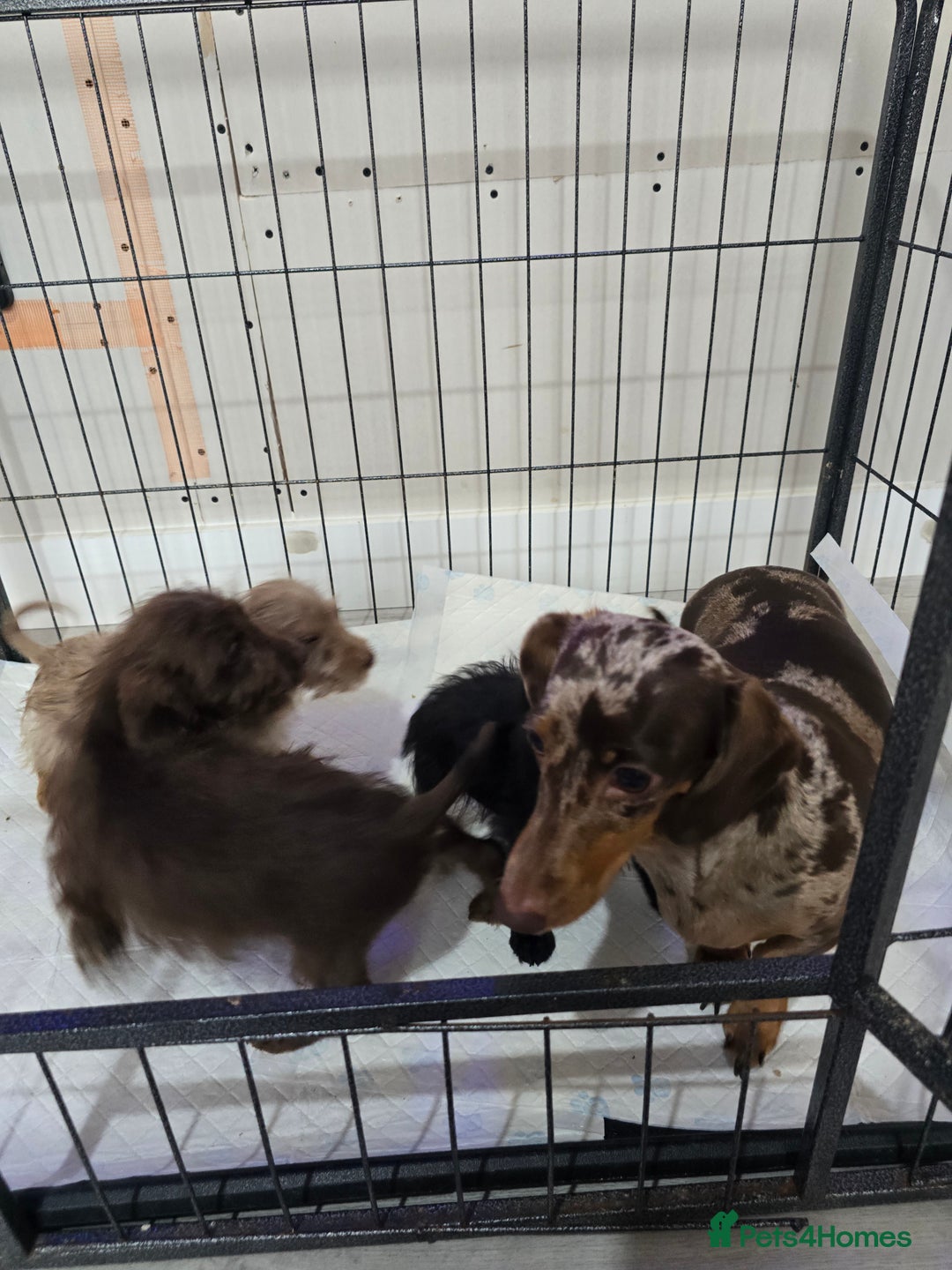 Doxiepoo dogs for sale: Doxipoos - Image 4