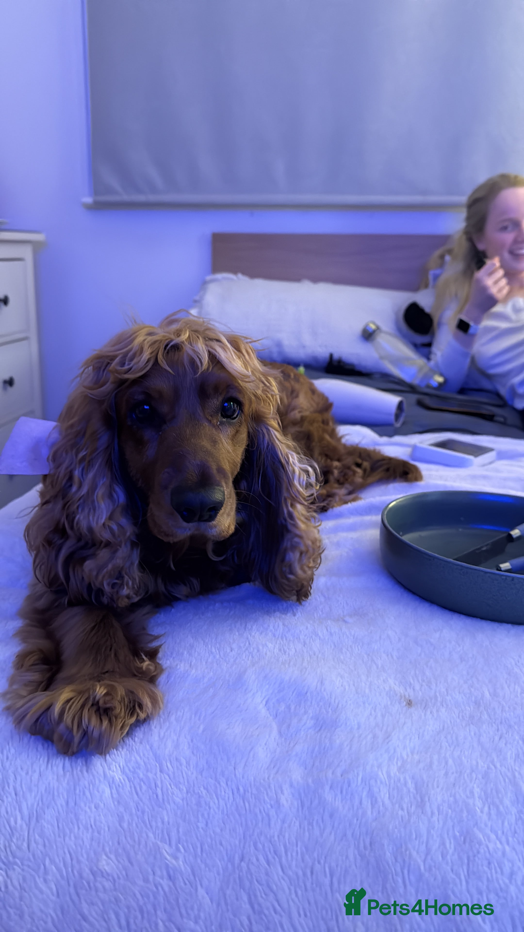 Cocker Spaniel dogs Cocker Spaniel (6 years old) - Free - Advert 17