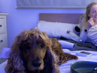 Cocker Spaniel dogs Cocker Spaniel (6 years old) - Free - Advert 7