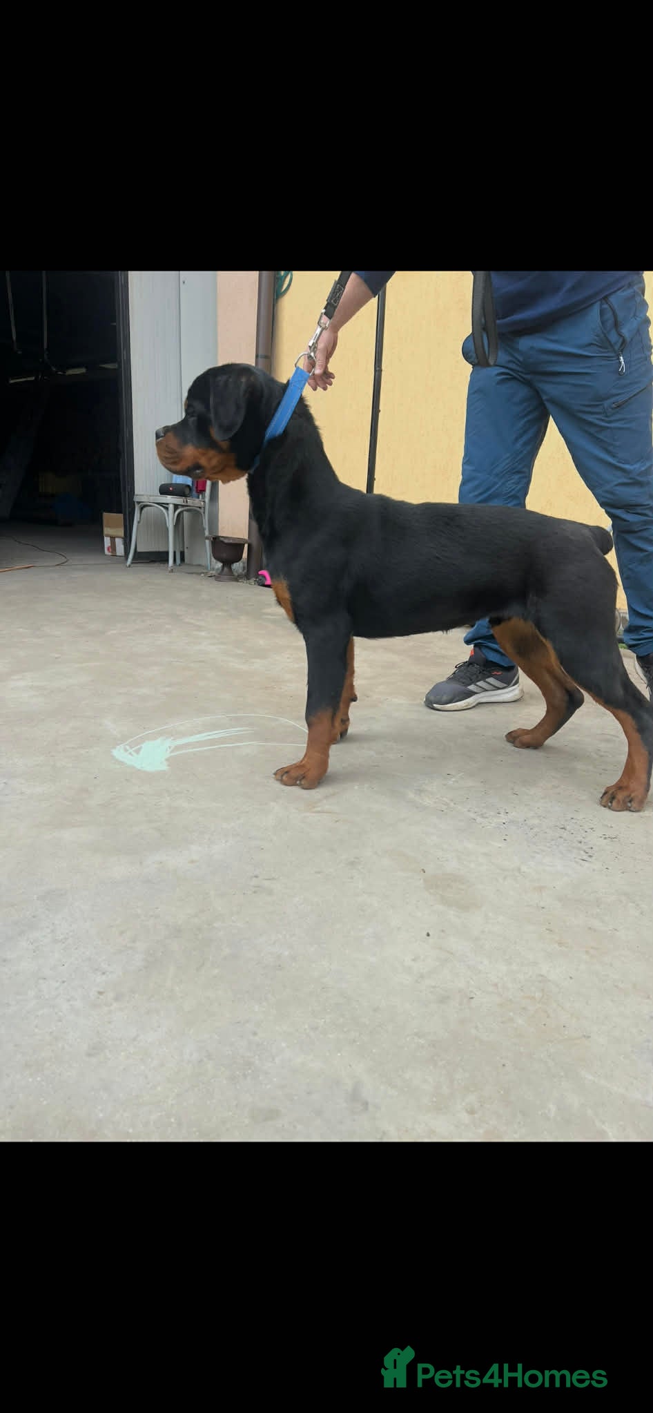 Rottweiler dogs KC ROTTWEILER  - Advert 4