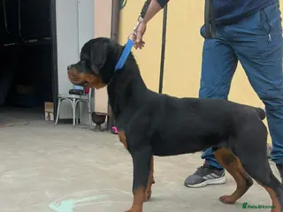 Rottweiler dogs KC ROTTWEILER - Advert 2