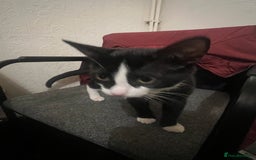Domestic Shorthair cats for sale: Meet Zora  - Image 1