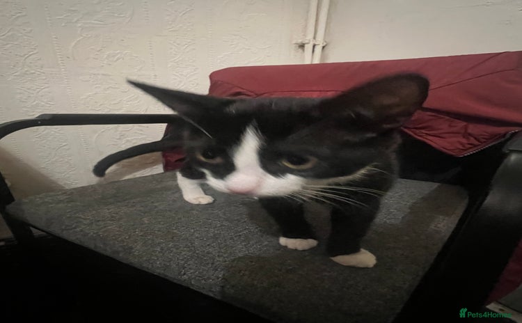 Domestic Shorthair cats - Advert 12