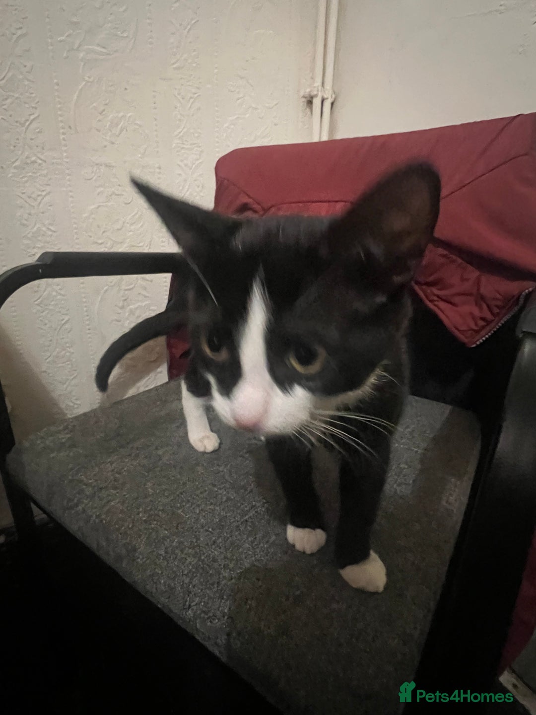 Domestic Shorthair cats for sale: Meet Zora  - Image 1
