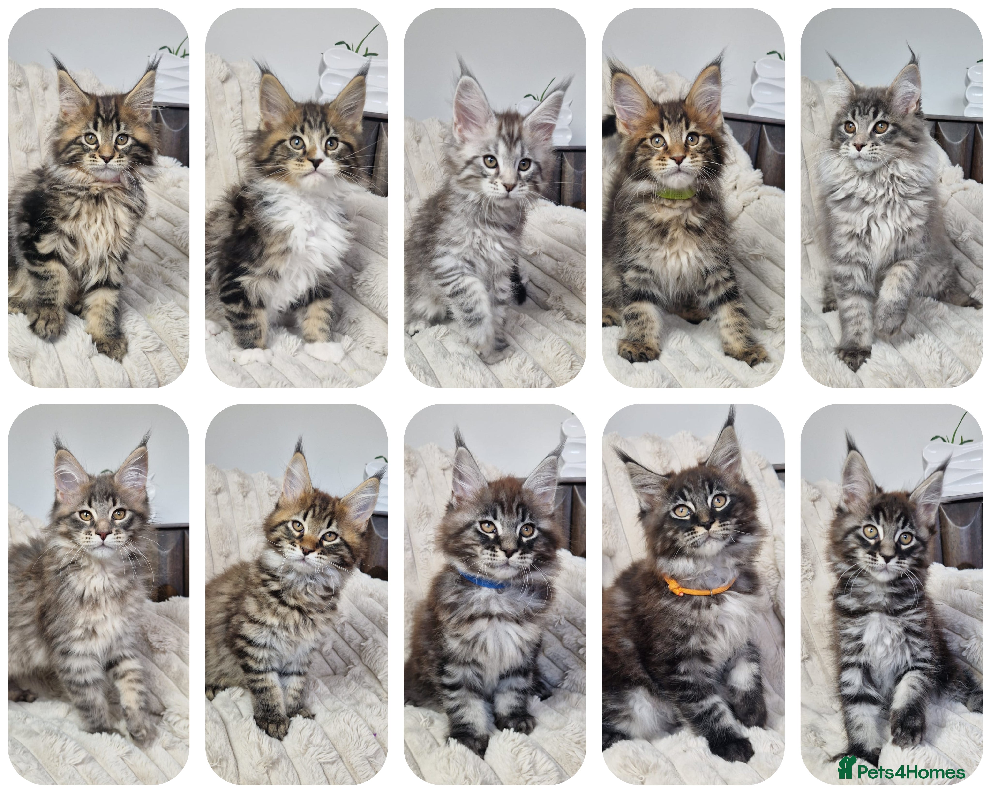 Maine Coon cats  TICA registered maine coon kittens - Advert 5