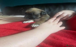 Mixed Breed dogs for sale: 3 tan girls remaining  - Image 20