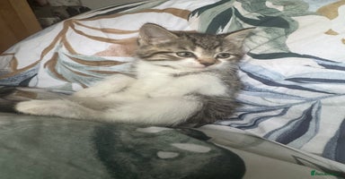 Mixed Breed cats - Advert 2